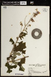 Ranunculus acris image