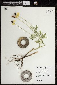 Laportea canadensis image