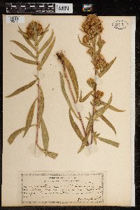 Symphyotrichum lanceolatum var. hesperium image