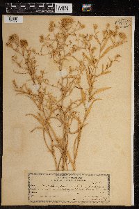 Thumbnail image of current specimen