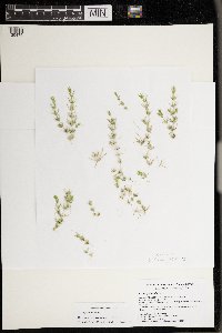 Drymocallis arguta image