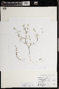 Drymocallis arguta image