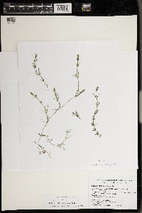 Drymocallis arguta image