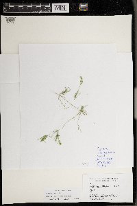 Drymocallis arguta image