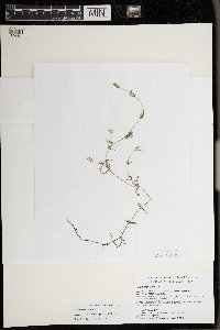 Drymocallis arguta image