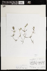 Chara braunii image