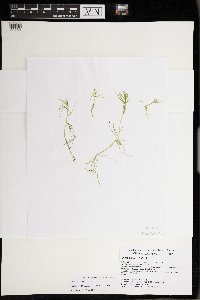 Chara braunii image