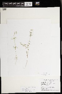 Chara sejuncta image