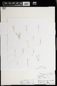 Chara macounii image