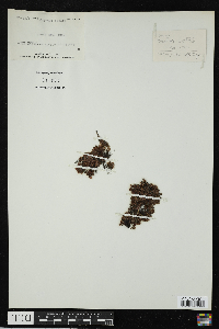 Azolla caroliniana image
