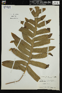 Image Associated With the Occurrence