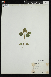 Galinsoga parviflora image