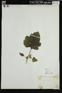 Image Associated With the Occurrence