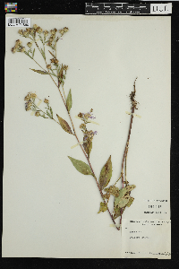 Image Associated With the Occurrence