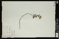 Kalmia polifolia image