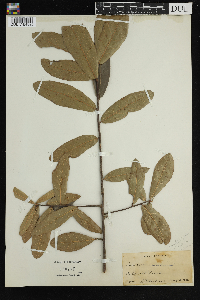 Quercus imbricaria image