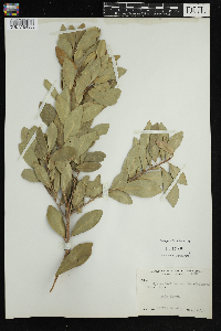 Gymnanthes lucida image