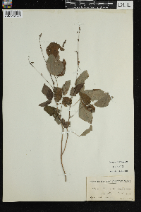 Media resource of Hylodesmum pauciflorum