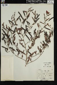 Chamaecrista fasciculata image