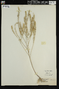 Lepidium virginicum image