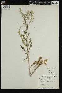 Rorippa palustris subsp. palustris image