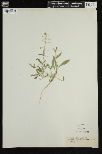 Capsella bursa-pastoris image