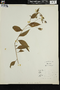 Mertensia virginica image