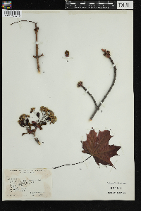 Acer platanoides image