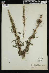 Artemisia vulgaris image