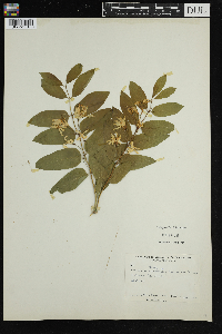 Lonicera tatarica image