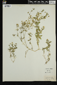 Stellaria media image