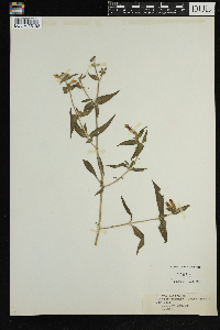 Silene latifolia image