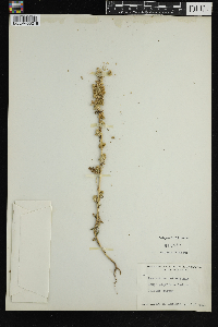 Amaranthus retroflexus image