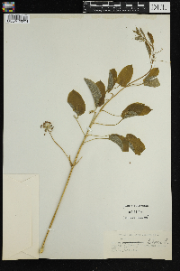 Smilax herbacea image