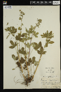 Geum aleppicum image