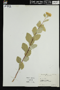Spiraea lucida image