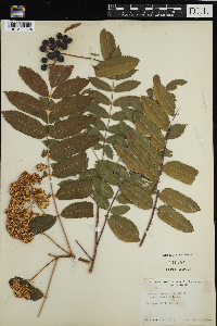 Sorbus americana image