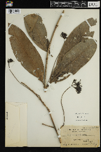 Image Associated With the Occurrence