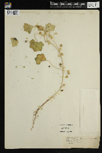 Malva neglecta image