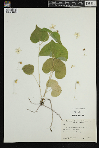 Viola rugulosa image