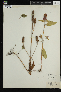 Prunella vulgaris image