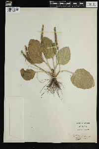 Plantago major image