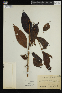 Image Associated With the Occurrence