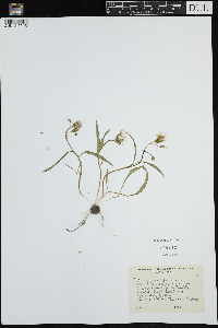 Claytonia virginica image
