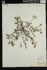 Portulaca oleracea image