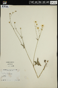 Ranunculus acris image