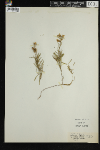 Linaria vulgaris image