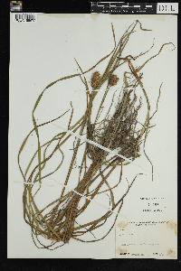 Carex squarrosa image