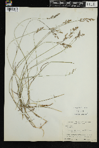 Deschampsia caespitosa image