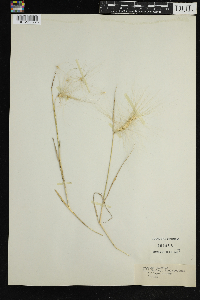 Hordeum jubatum image